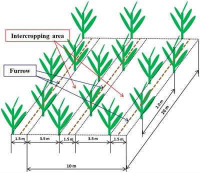 Effect of natural weed and Siratro cover crop on soil fungal diversity in a banana cropping system in southwestern China